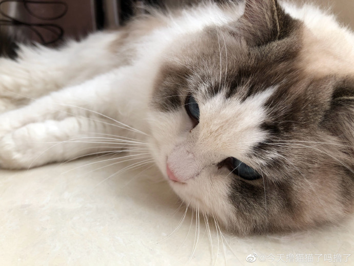 猫图片|宠物猫|猫咪|