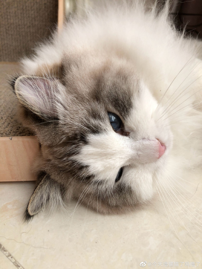 猫图片|宠物猫|猫咪|