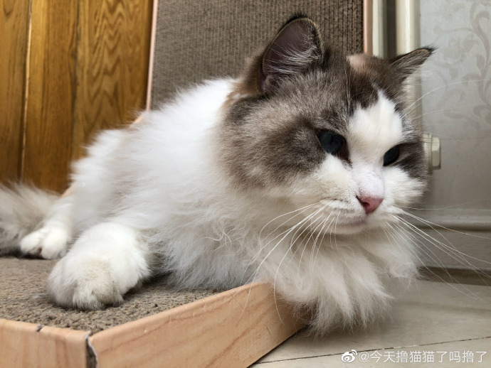 猫图片|宠物猫|猫咪|