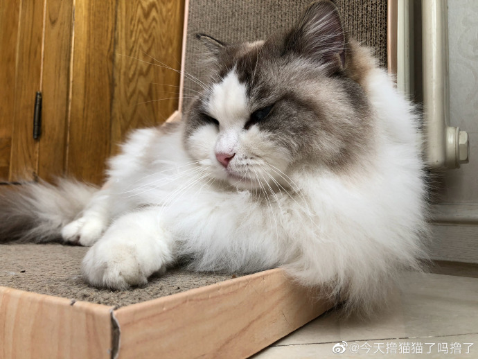 猫图片|宠物猫|猫咪|