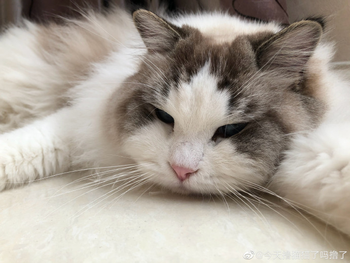 猫图片|宠物猫|猫咪|