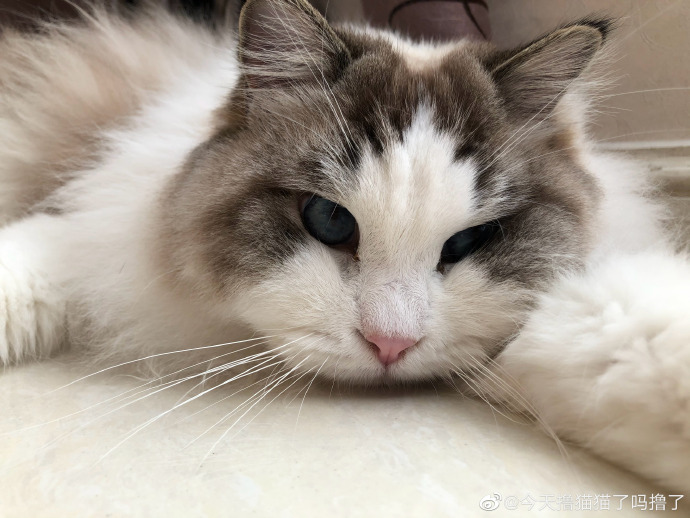 猫图片|宠物猫|猫咪|