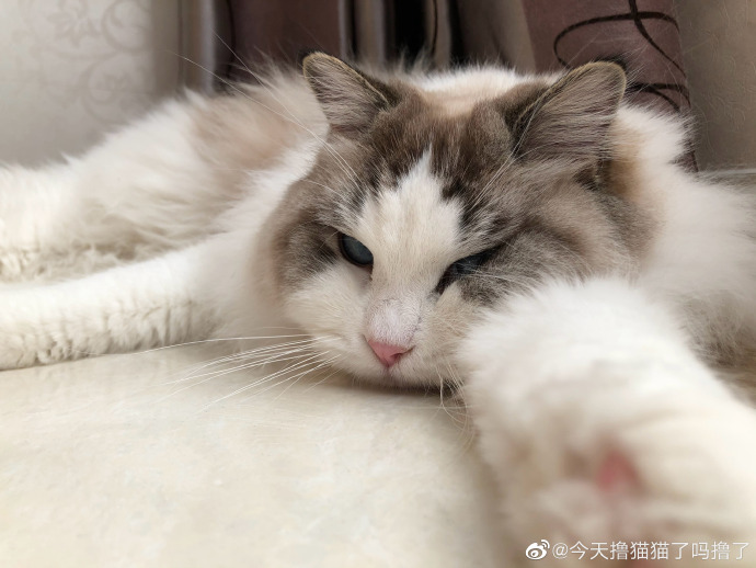 猫图片|宠物猫|猫咪|