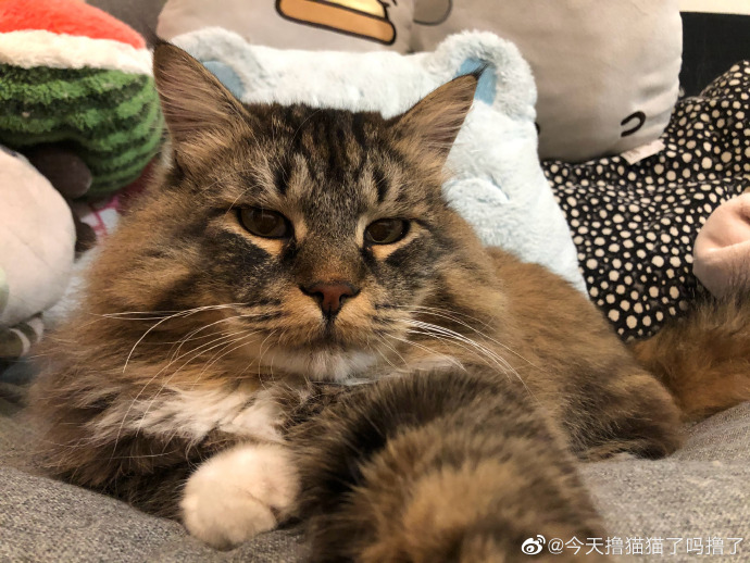 猫图片|宠物猫|猫咪|