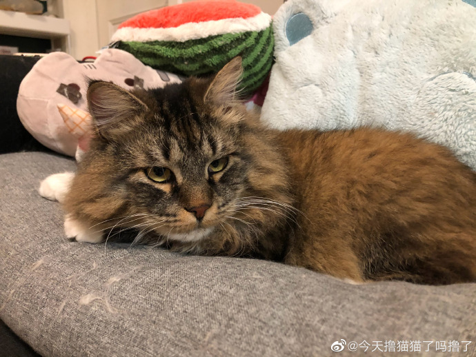 猫图片|宠物猫|猫咪|