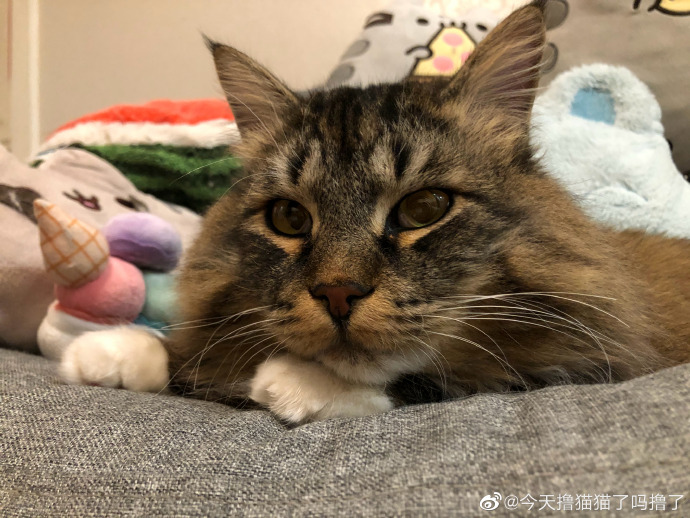 猫图片|宠物猫|猫咪|