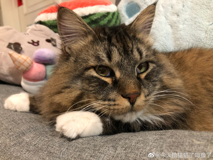 猫图片|宠物猫|猫咪|