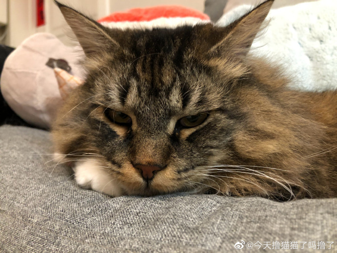 猫图片|宠物猫|猫咪|