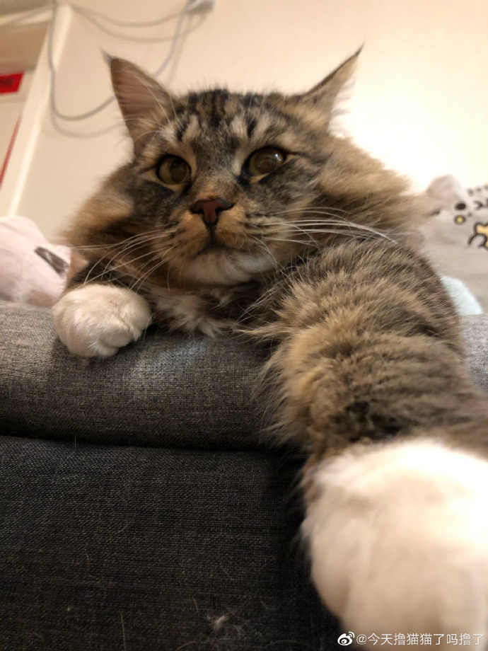 猫图片|宠物猫|猫咪|