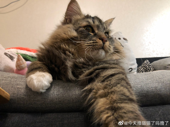 猫图片|宠物猫|猫咪|