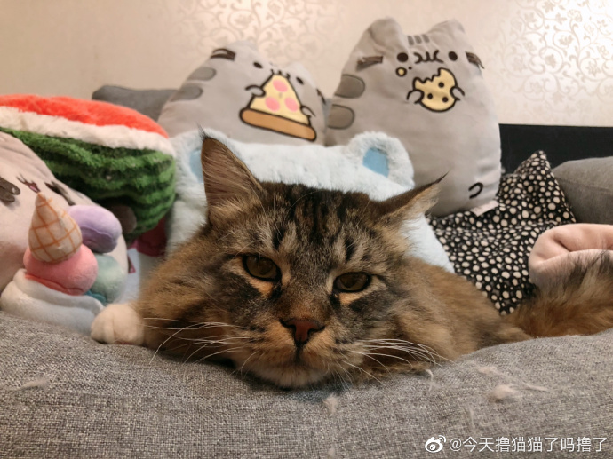 猫图片|宠物猫|猫咪|