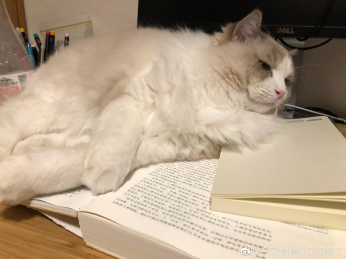 猫图片|宠物猫|猫咪|