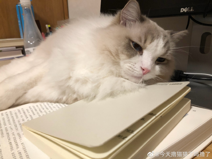 猫图片|宠物猫|猫咪|