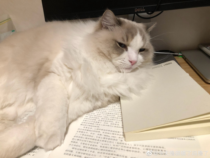 猫图片|宠物猫|猫咪|