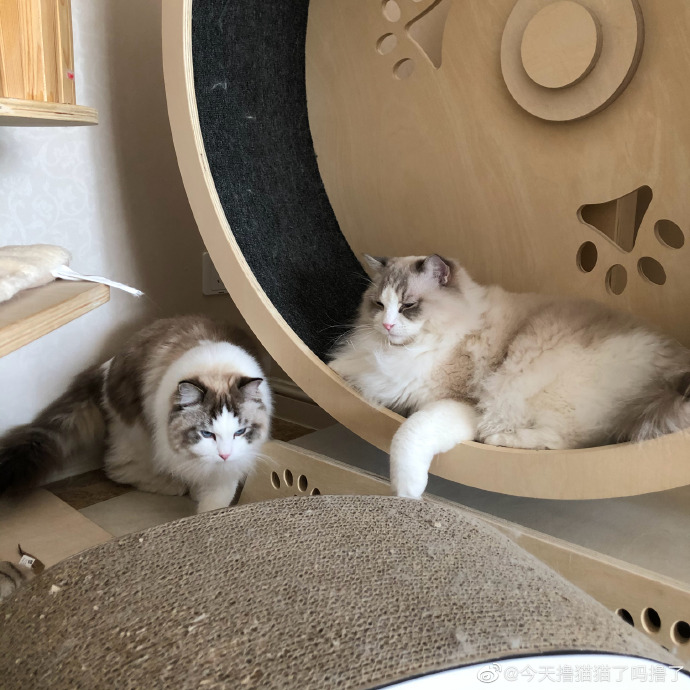 猫图片|宠物猫|猫咪|