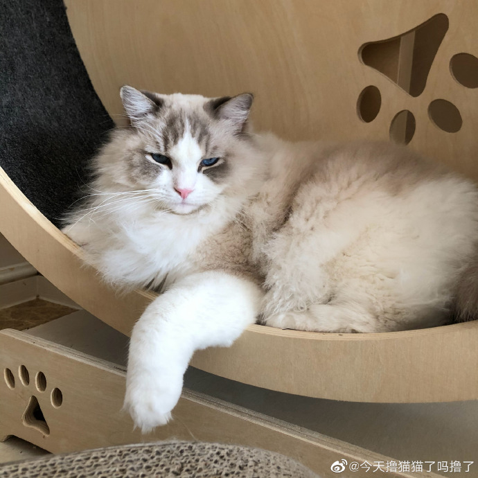 猫图片|宠物猫|猫咪|