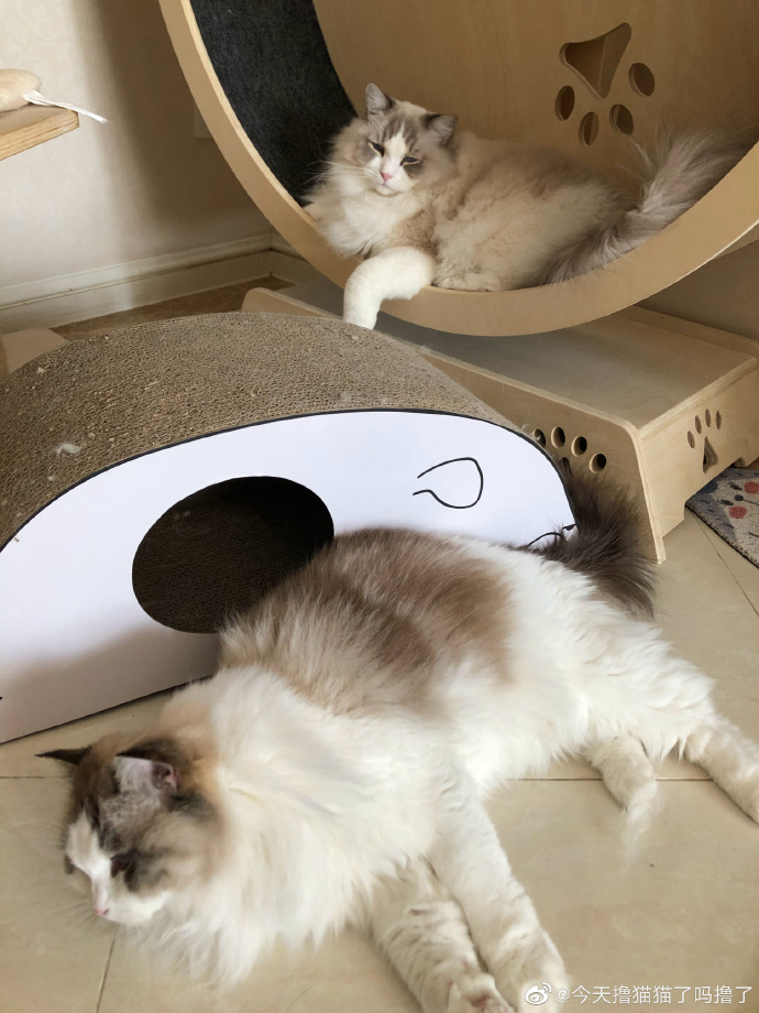 猫图片|宠物猫|猫咪|