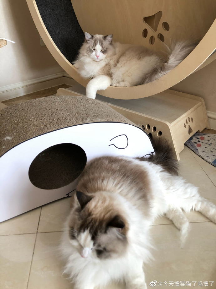 猫图片|宠物猫|猫咪|