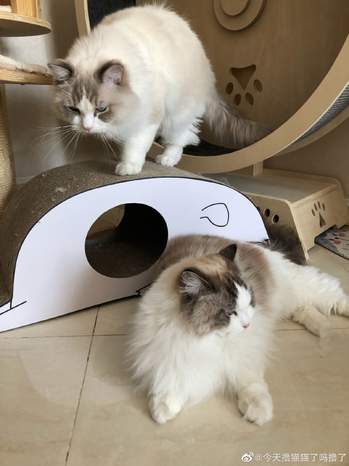 猫图片|宠物猫|猫咪|