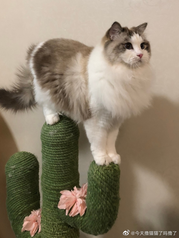 猫图片|宠物猫|猫咪|