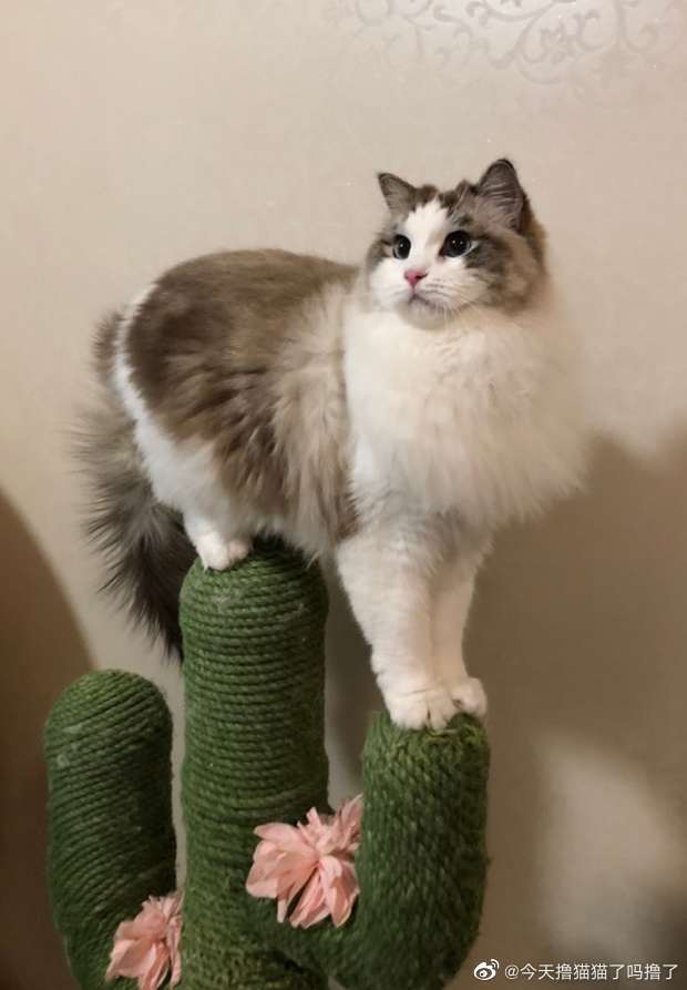 猫图片|宠物猫|猫咪|