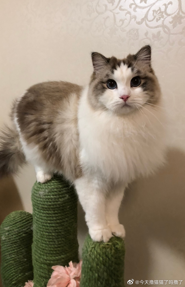 猫图片|宠物猫|猫咪|