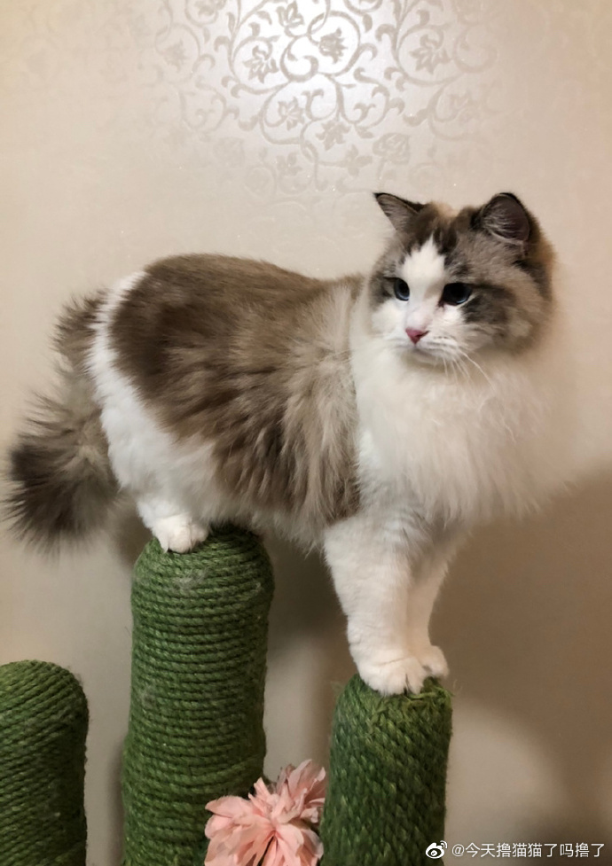 猫图片|宠物猫|猫咪|