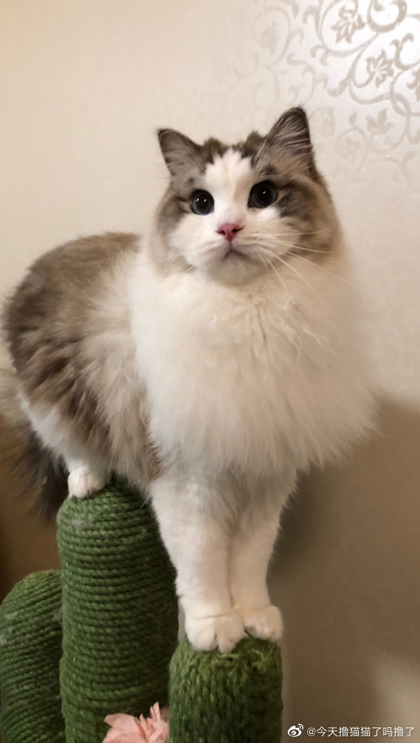 猫图片|宠物猫|猫咪|