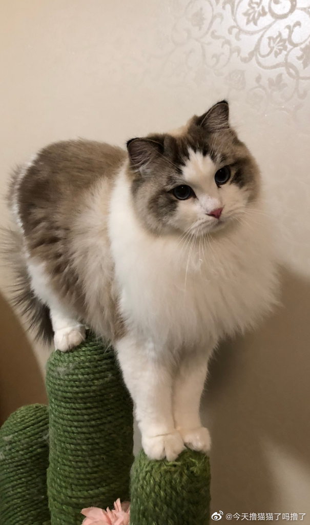 猫图片|宠物猫|猫咪|