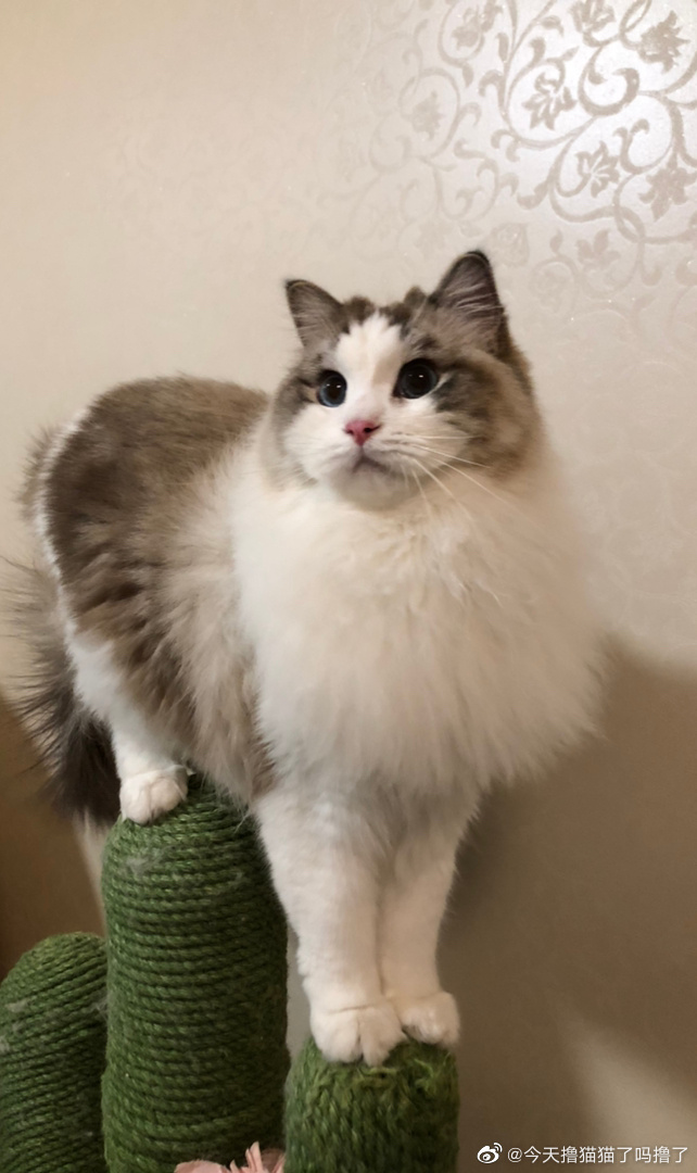 猫图片|宠物猫|猫咪|