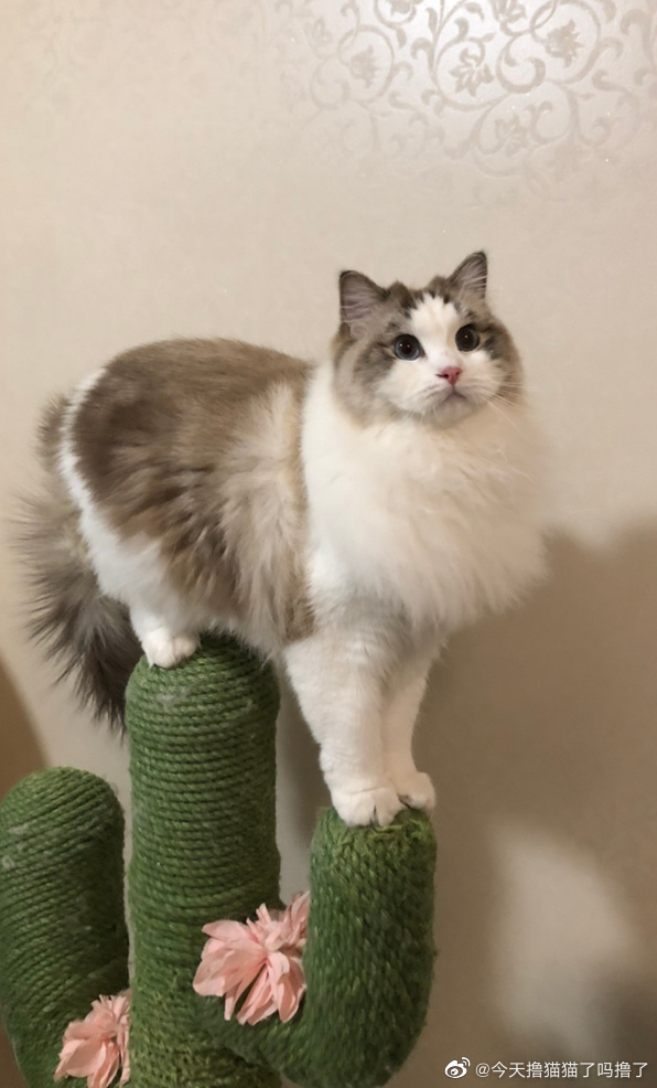 猫图片|宠物猫|猫咪|