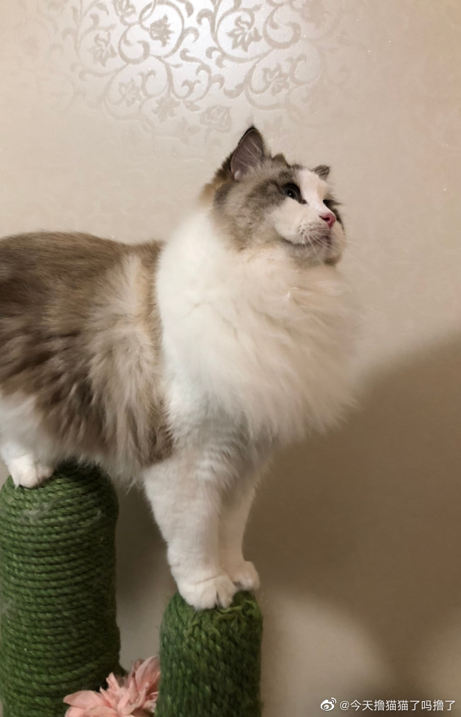 猫图片|宠物猫|猫咪|