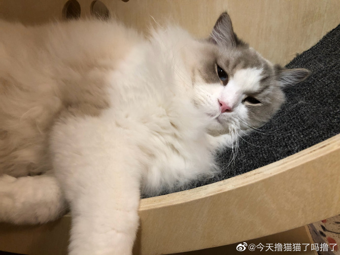 猫图片|宠物猫|猫咪|