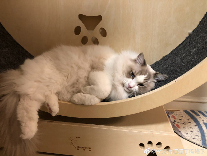 猫图片|宠物猫|猫咪|