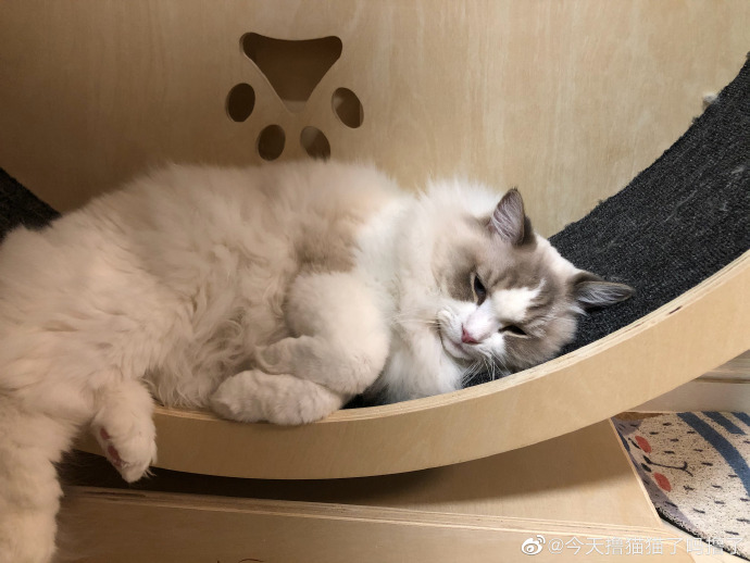 猫图片|宠物猫|猫咪|