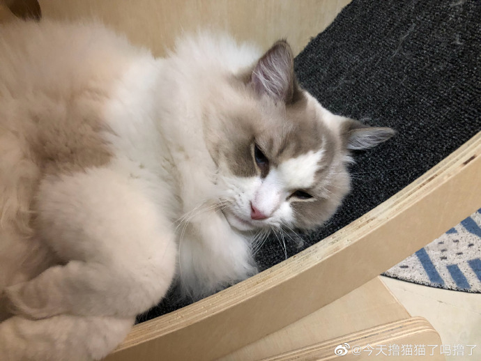 猫图片|宠物猫|猫咪|