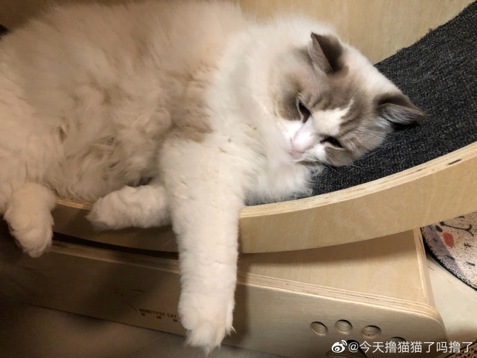 猫图片|宠物猫|猫咪|