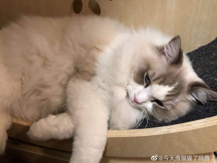 猫图片|宠物猫|猫咪|