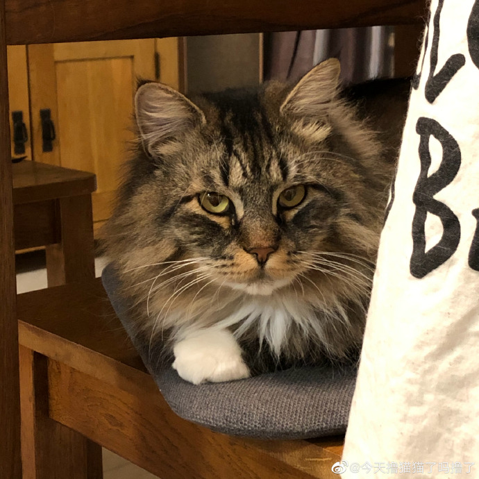 猫图片|宠物猫|猫咪|