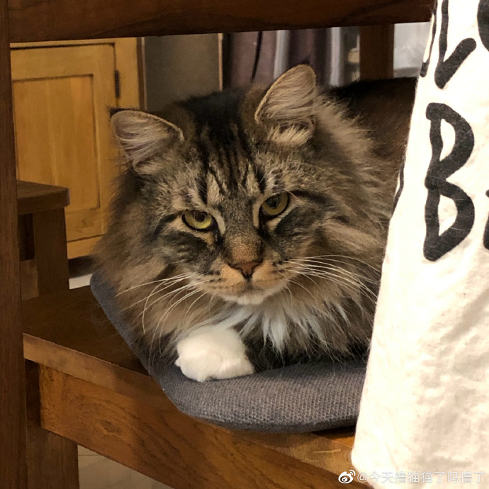 猫图片|宠物猫|猫咪|