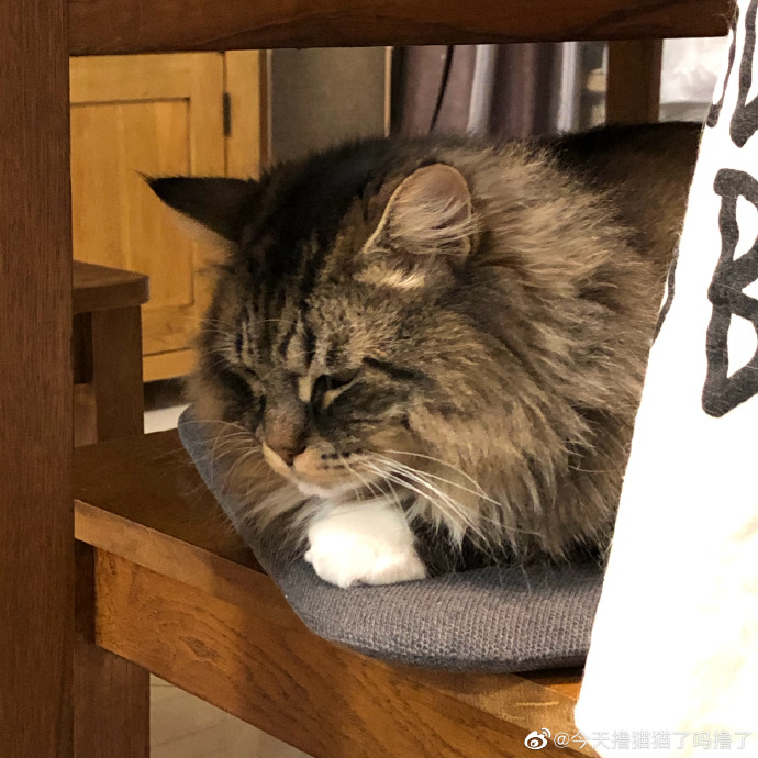 猫图片|宠物猫|猫咪|