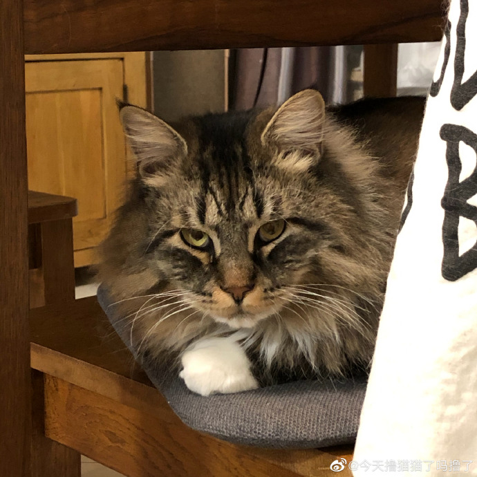 猫图片|宠物猫|猫咪|