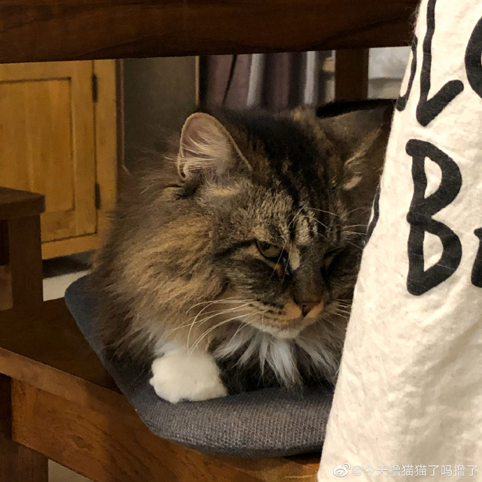 猫图片|宠物猫|猫咪|