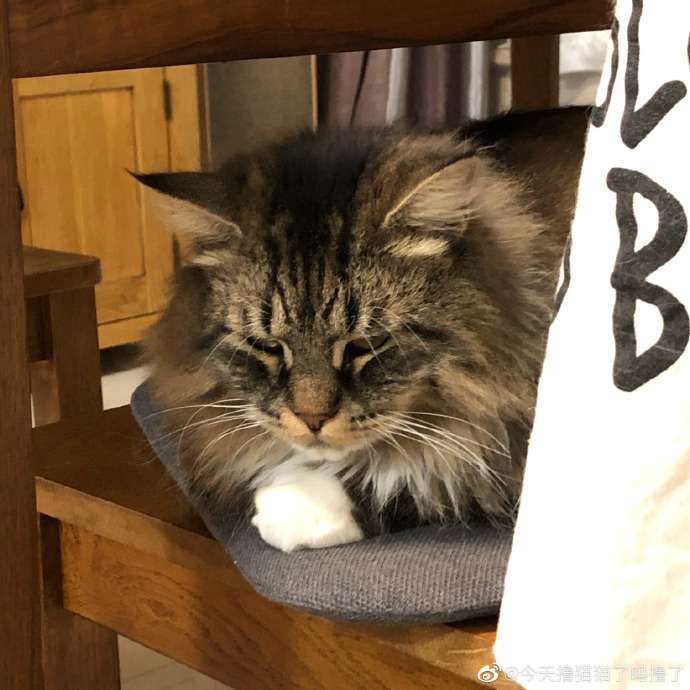 猫图片|宠物猫|猫咪|