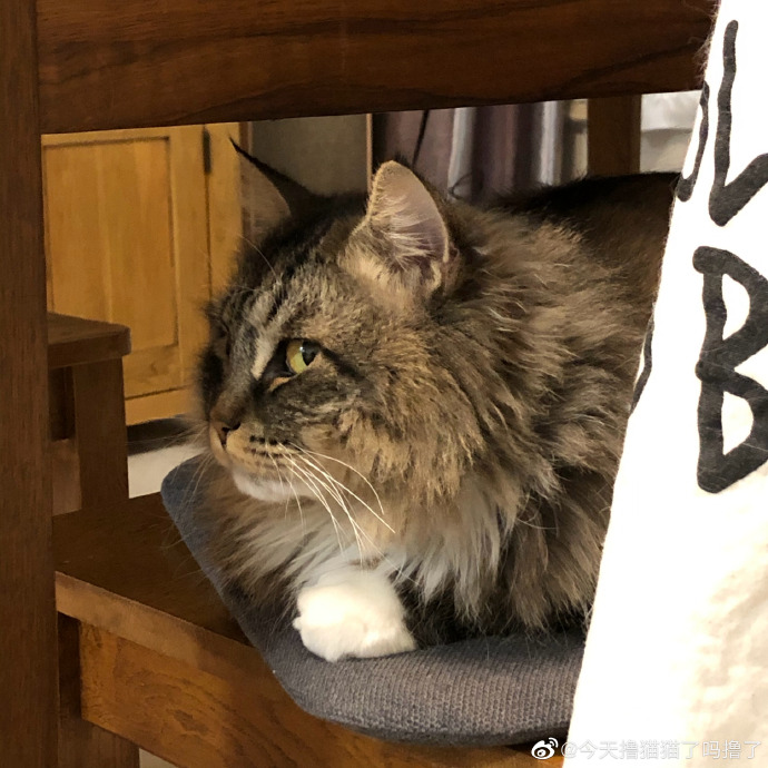 猫图片|宠物猫|猫咪|