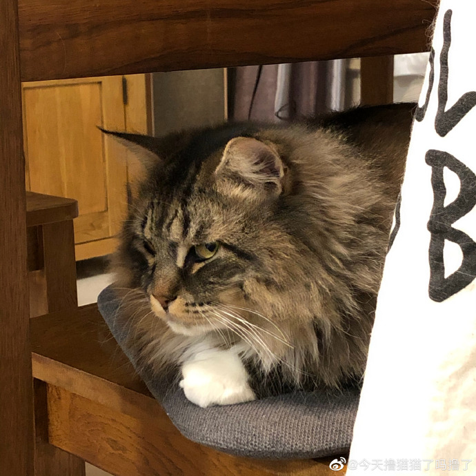 猫图片|宠物猫|猫咪|