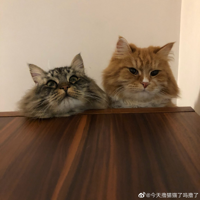 猫图片|宠物猫|猫咪|