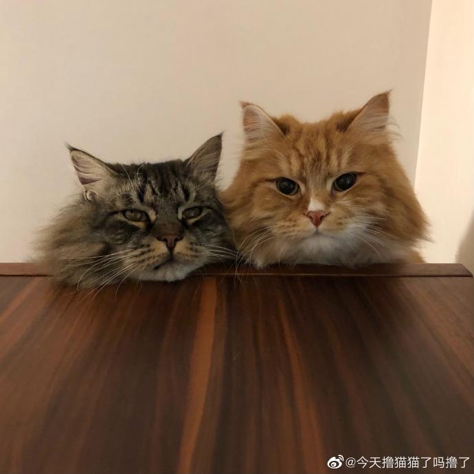 猫图片|宠物猫|猫咪|