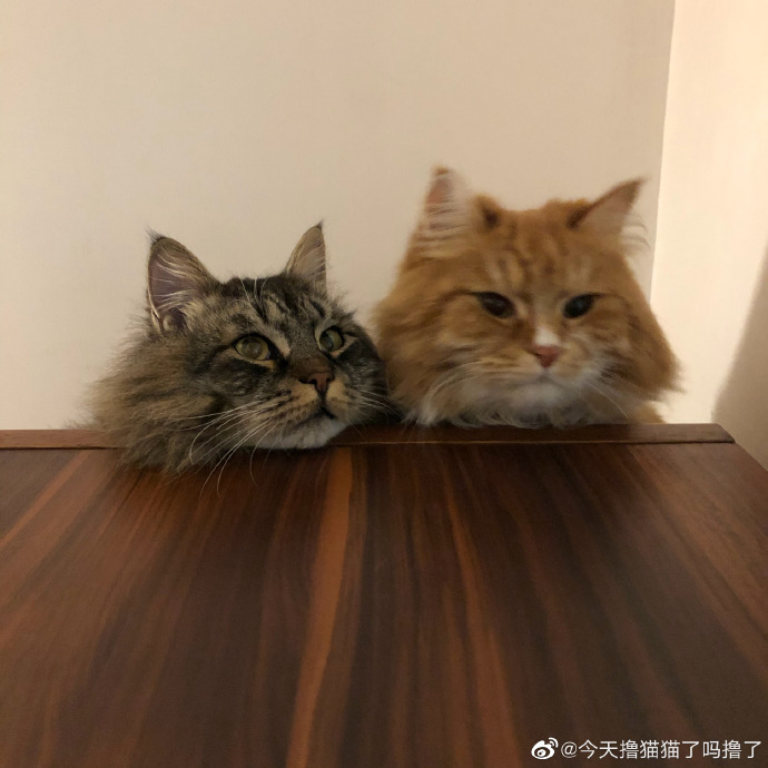 猫图片|宠物猫|猫咪|