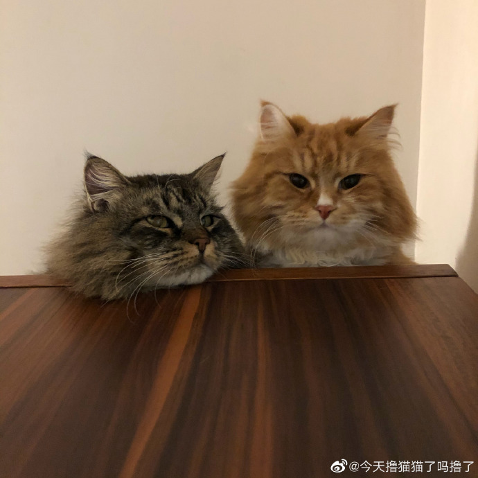 猫图片|宠物猫|猫咪|